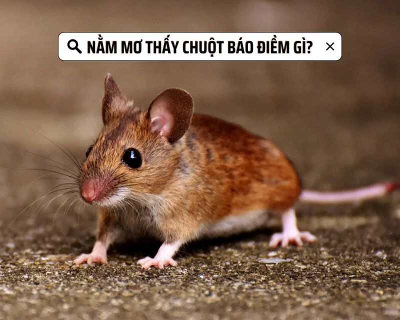 Mơ thấy chuột đánh con gì? Ý nghĩa của giấc mộng thấy chuột